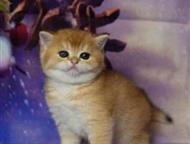 ���������� ������ ������ ������� ��������, ������, ���������� ������ ������ ������� ��������. ������. . ��� ��� ������� ������ ������ �������. �������, ������ - ������� ����� � �����