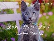 --: Loki Sheer Love -       WCF    Sheer Love/ /     