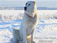 �����-���������: ��������������� ������� ����� ��� ������� � ���������� ������� ������������ �������� ����� ������ 02. 12. 2025 �.   �� �������� ������� ���������.   �