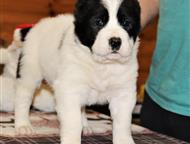 �����-���������: ��������������� ������� ����� ��� ������� � ���������� ������� ������������ �������� ����� ������ 02. 12. 2025 �.   �� �������� ������� ���������.   �