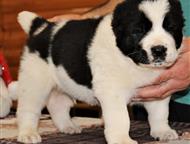 ��������������� ������� ����� ��� ������� � ���������� ������� ������������ �������� ����� ������ 02. 12. 2025 �.   �� �������� ������� ���������.   �, �����-��������� - ������� �����,  ������