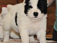 �����-���������: ��������������� ������� ����� ��� ������� � ���������� ������� ������������ �������� ����� ������ 02. 12. 2025 �.   �� �������� ������� ���������.   �